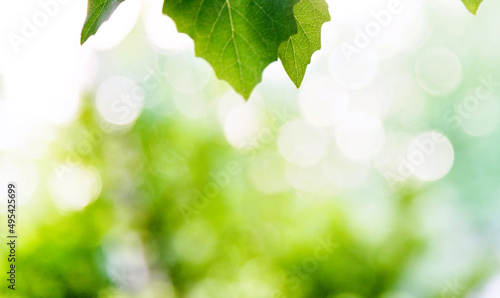 Green leaves and bokeh for background