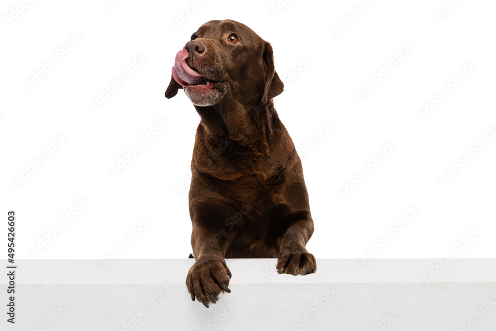 Studio shot of chocolate color labrador, purebred dog posing isolated on white background. Concept of animal, pets, vet, friendship