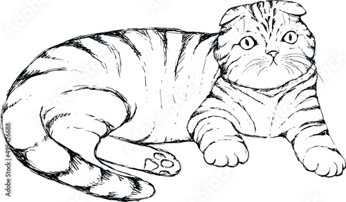 Fold Cat Hand Drawn Realistic Illustration