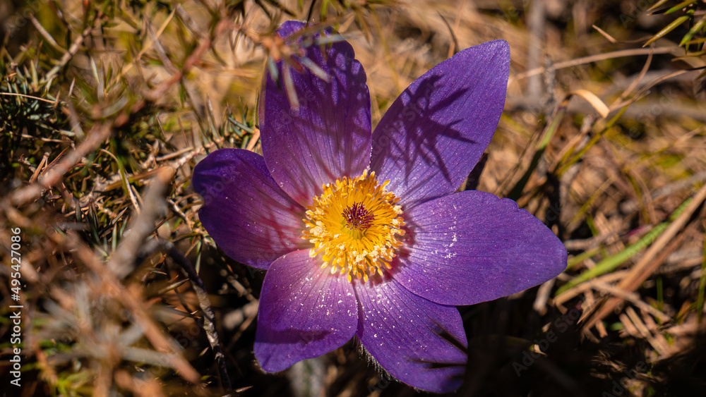 Pasque Flower, Pulsatilla vulgaris bloming. Pasque Flower close up. Pasque Flower, Pulsatilla vulgaris bloming. Pasque Flower close up.
