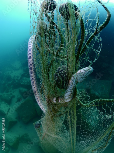 Photography snake caught in fish net underwater dead ghost hunting nets ocean pollution