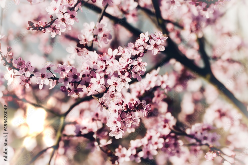 Pink cherry or red plum blossom with black branches and sun flare Pink cherry or red plum blossom with black branches and sun flare