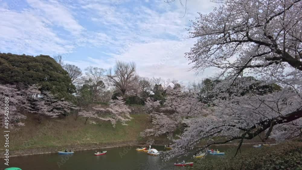 東京都千代田区九段下にある千鳥ヶ淵の満開の桜の景色