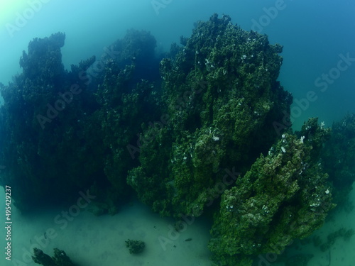 microbialites underwater lake looks like city with towers scuba divers to see