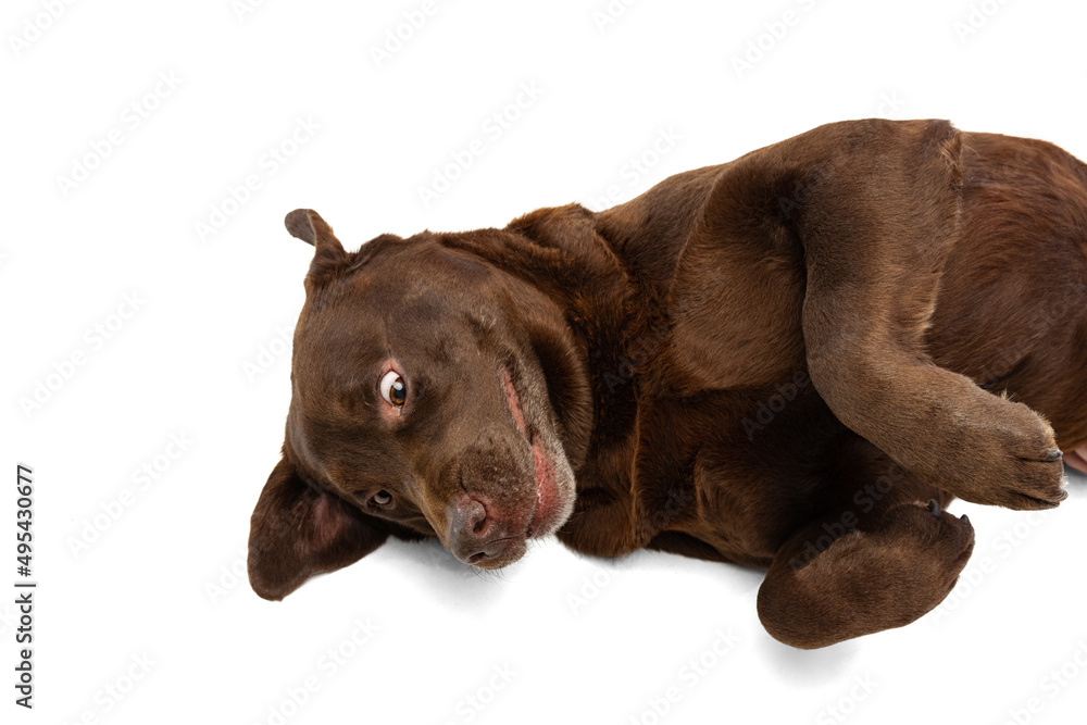 Obraz premium Top view of funny chocolate color labrador having fun isolated on white background. Concept of animal, pets, vet, friendship