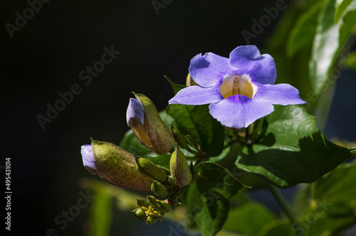 Selective focus on purple flowers of Thunbergia grandiflora with pistils like fairies. Bengal clockvine, Blue skyflower, skyflower and skyvine. photo