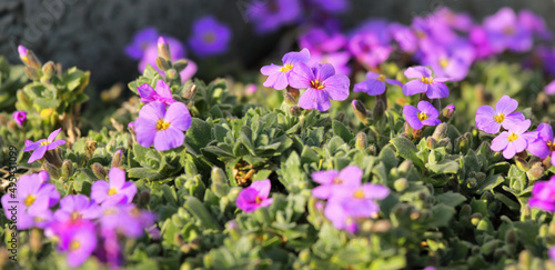 Fototapeta Naklejka Na Ścianę i Meble -  Aubrieta flowers in spring