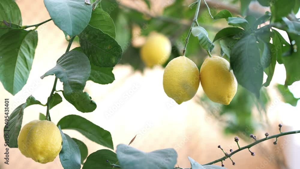 Yellow ripe lemon fruit on lemon tree branches with green leaves 4K