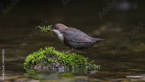 It's time to pick moss, the White throated dipper at work (Cinclus cinclus) photo