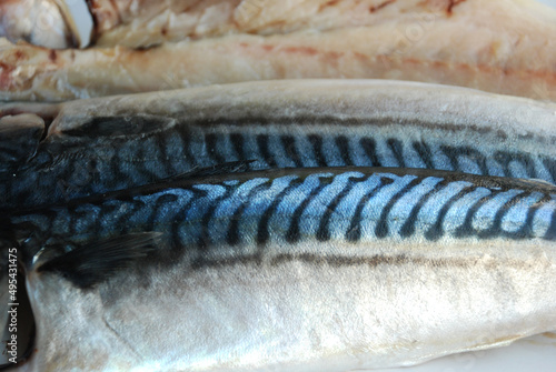 close up of fresh mackerel