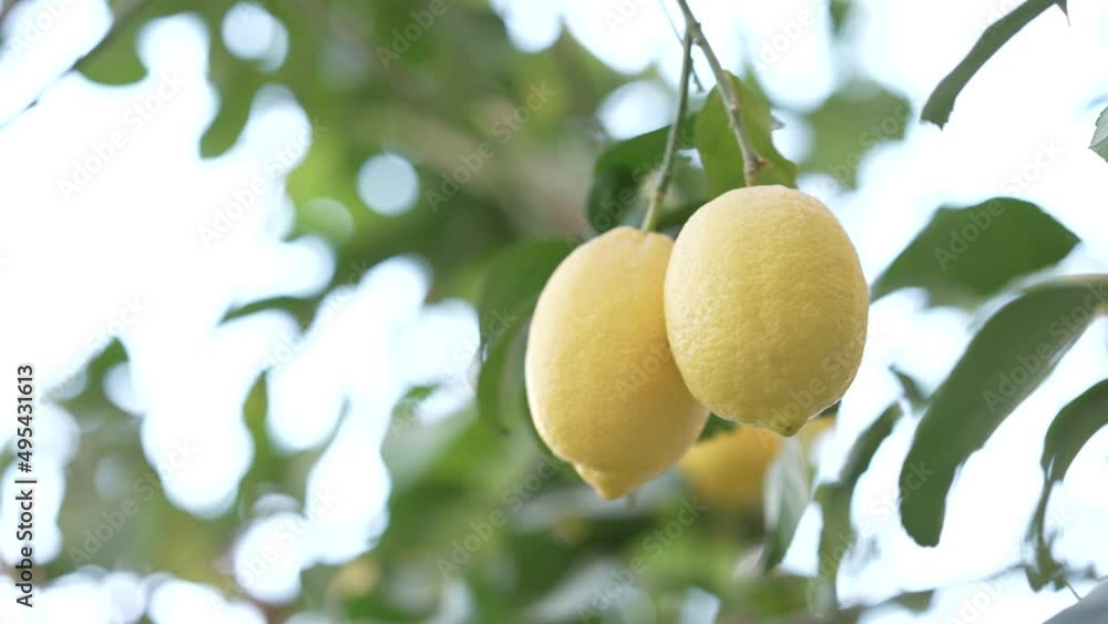 Close-up of two ripe yellow lemons on the branch of a lemon tree 4K