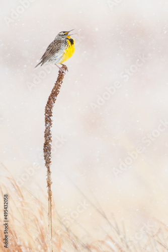 In Defiance of Winter