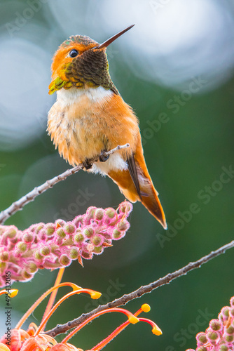 Proud Little Warrior