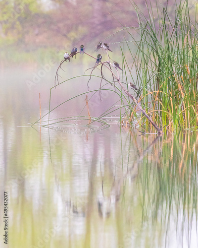 reeds in the water