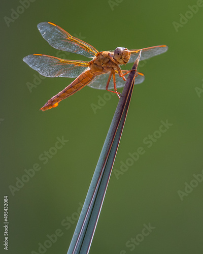 Dragonfly 