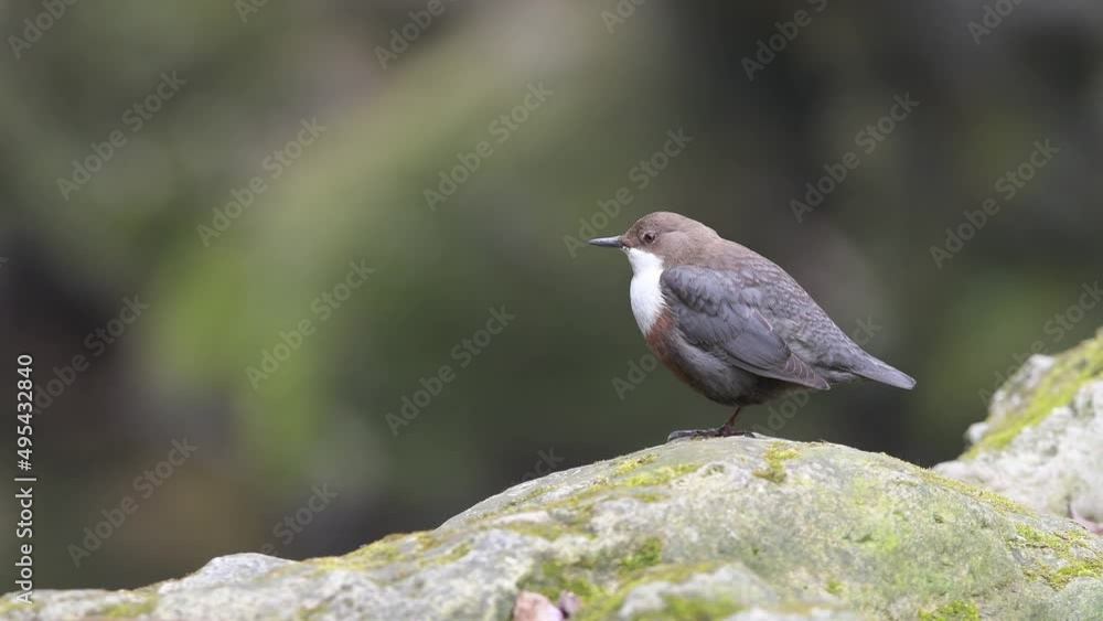 White throated dipper on the rock (Cinclus cinclus) White throated dipper on the rock (Cinclus cinclus)