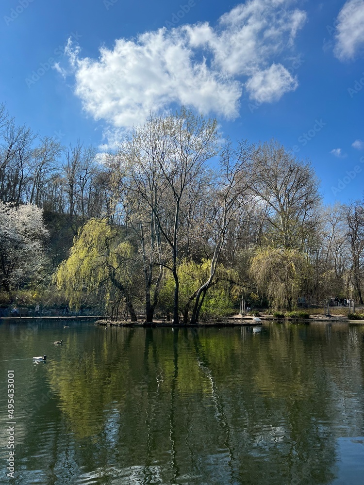 spring view of trees on the background of water in the park