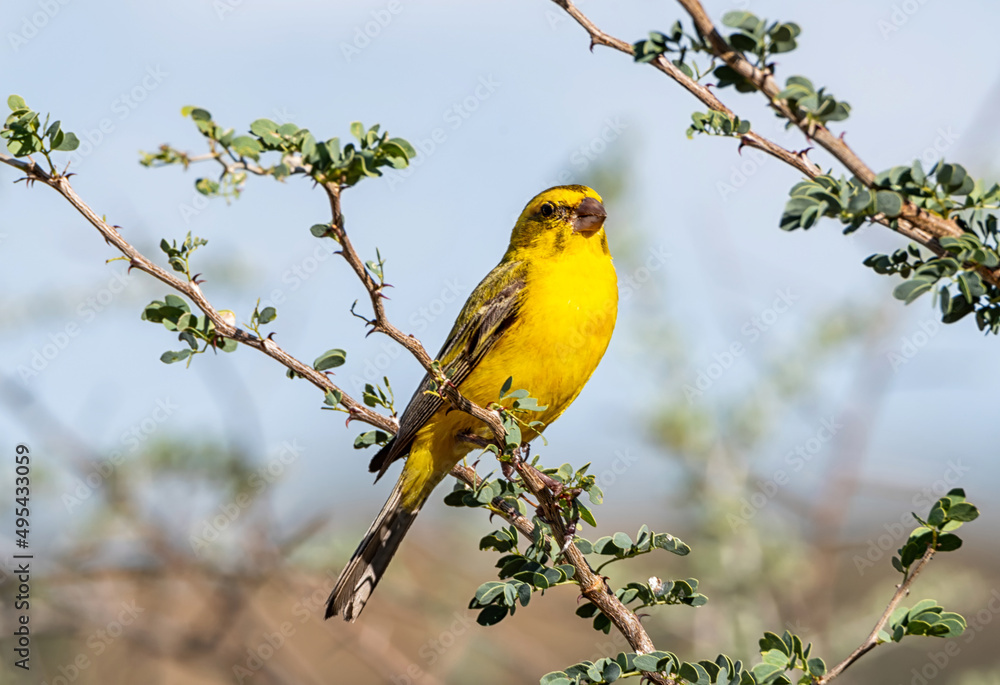 Yellow Canary Yellow Canary