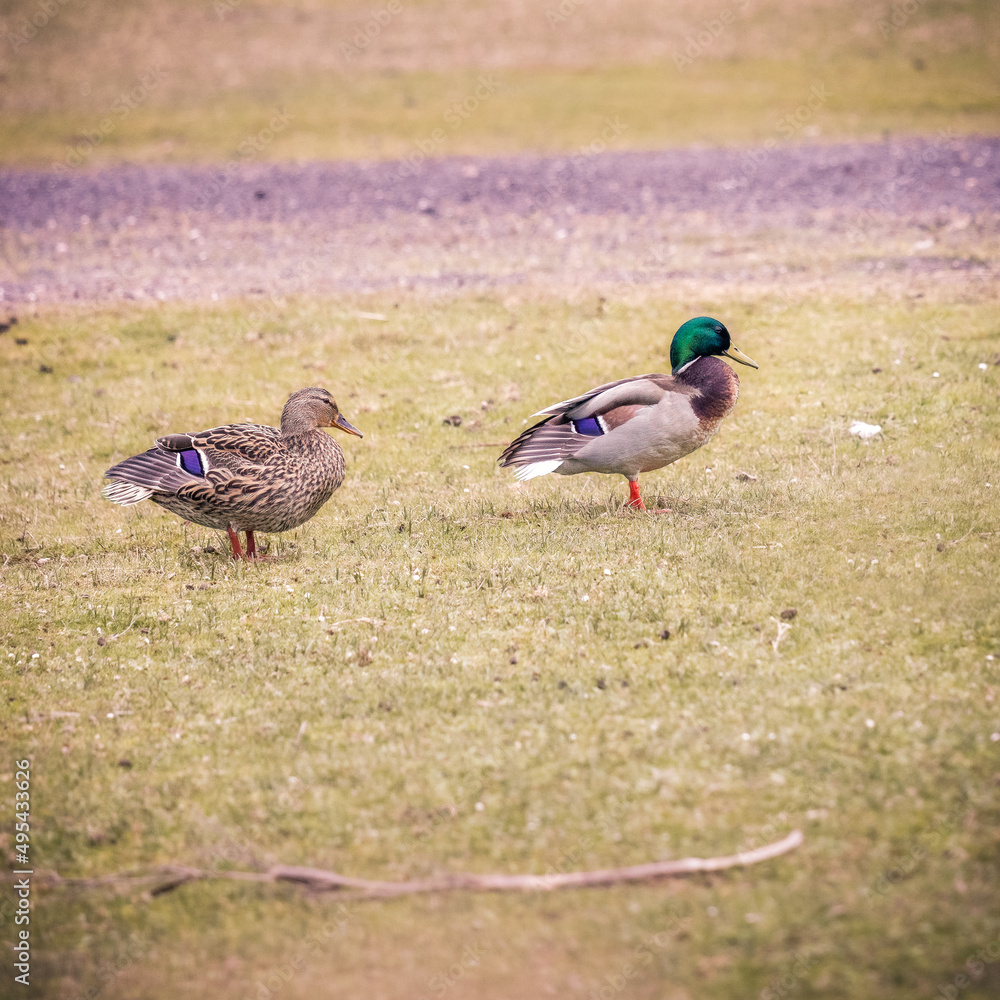 male and female mallard ducks standing on ground male and female mallard ducks standing on ground
