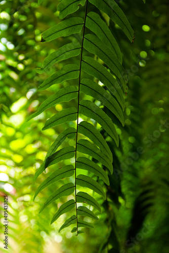 Beautiful ferns leaves green foliage natural floral fern
