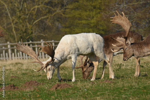 some fallow deer in a field