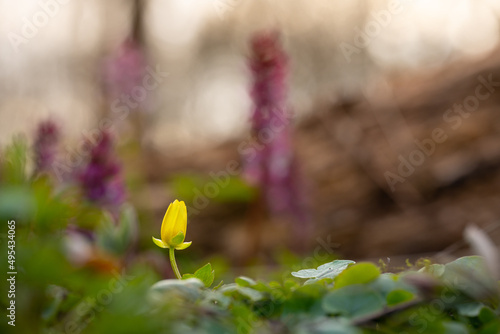 geschlossenes Buschwindröschen