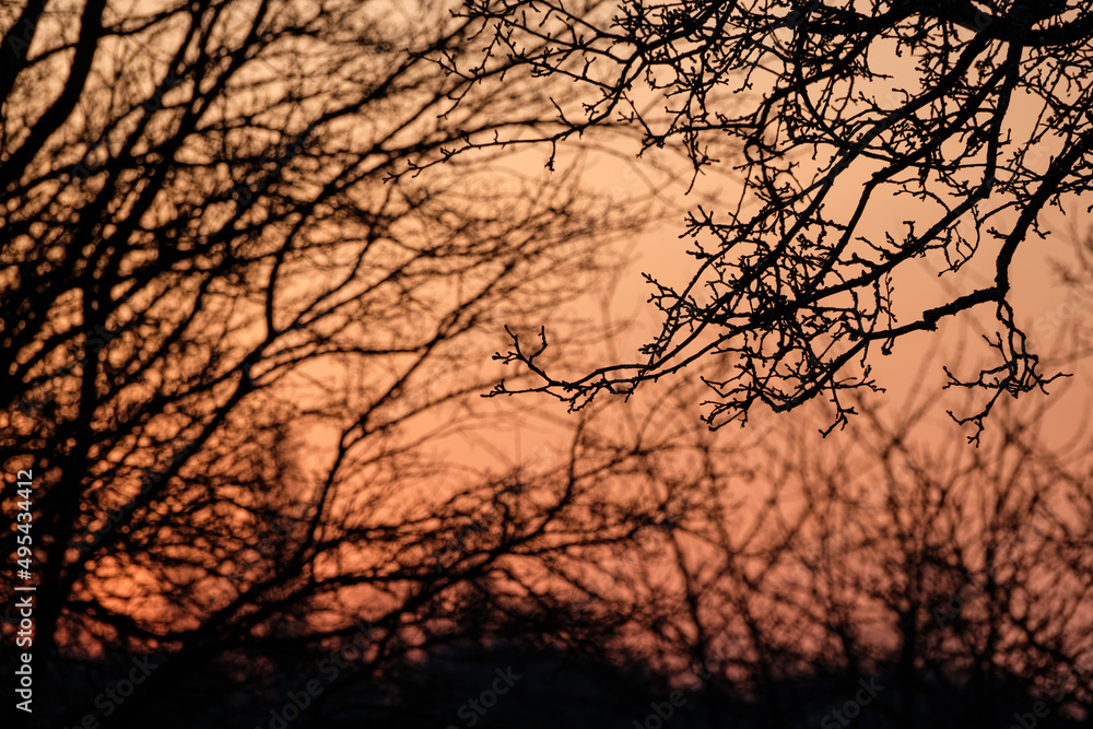 Branches and trees in the morning back lit Branches and trees in the morning back lit