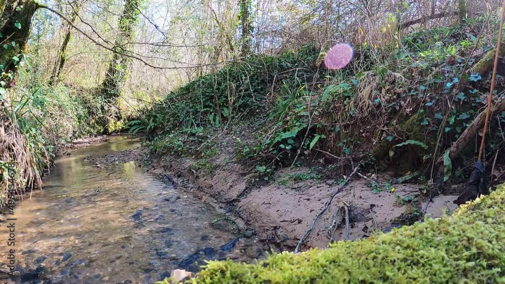 Stockvideo Petit ruisseau secret perdu en pleine forêt. Ruisseau avec