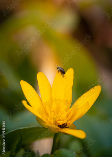 Käfer auf Buschwindröschen