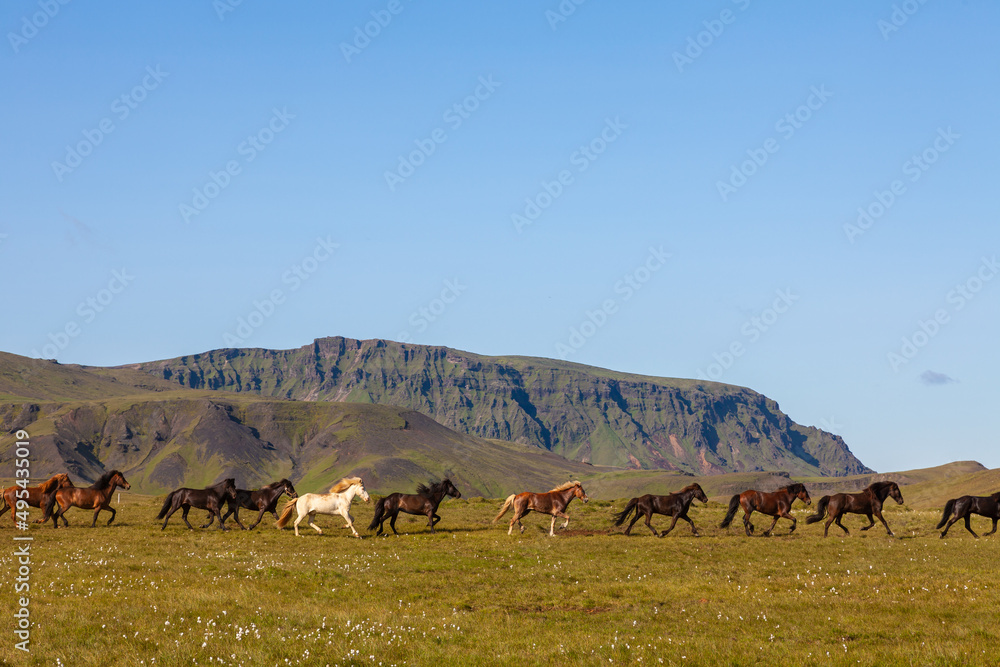 Icelandic Horses Running Across a Field in Iceland
