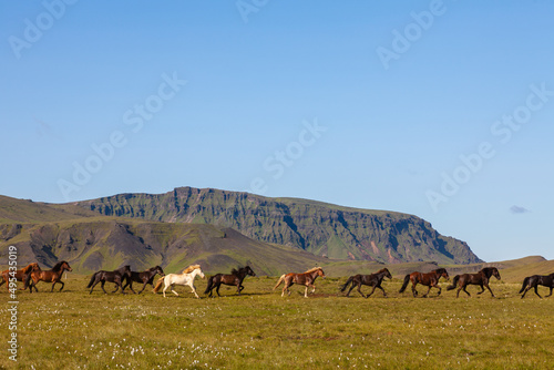 Icelandic Horses Running Across a Field in Iceland © Darren Baker