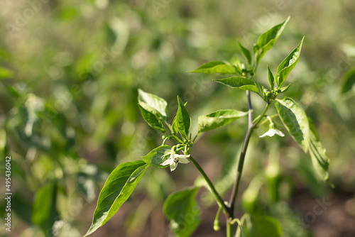 Organic growing green sweet pepper flower on the farm close up 