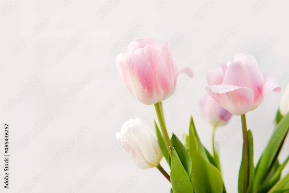 Fototapeta premium Three pink tulip flowers on a white background. For note. Lay out