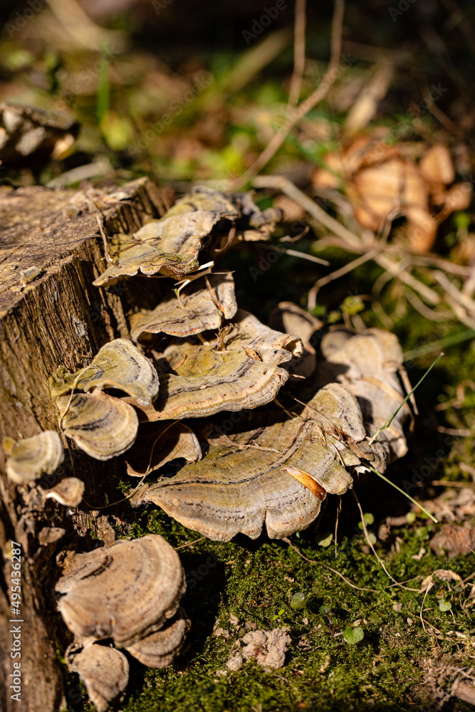 Baumpilze finden sich im Todholz immer wieder Baumpilze finden sich im Todholz immer wieder
