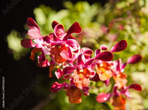 Colorful orchids flowers in Vietnam photo