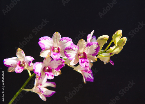 Colorful orchids flowers in Vietnam photo
