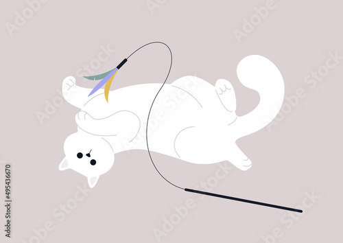 Funny friendly cat playing with a toy feather rod, adorable pets