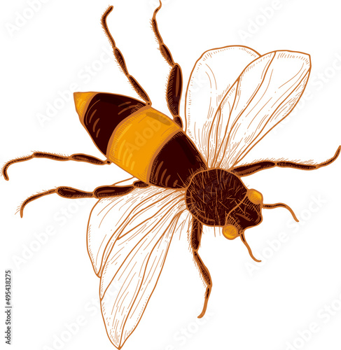 Bee Hand Drawn Colored Illustration