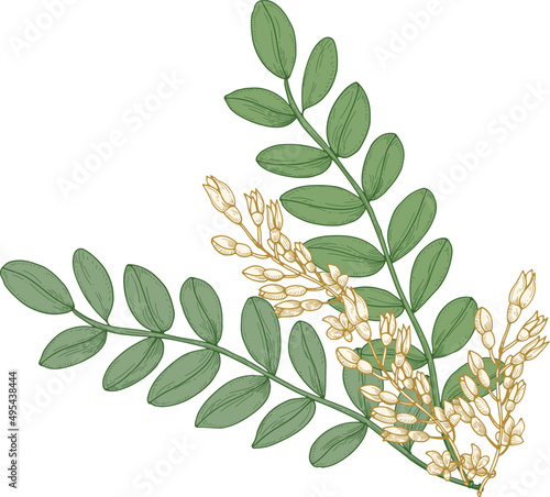 Linden Leaves and Flowers Colored Illustration