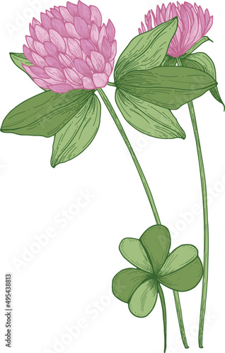 Сlover Flowers Colored Illustration