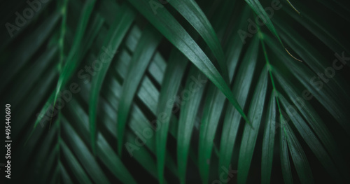 Green leaf plant in close up