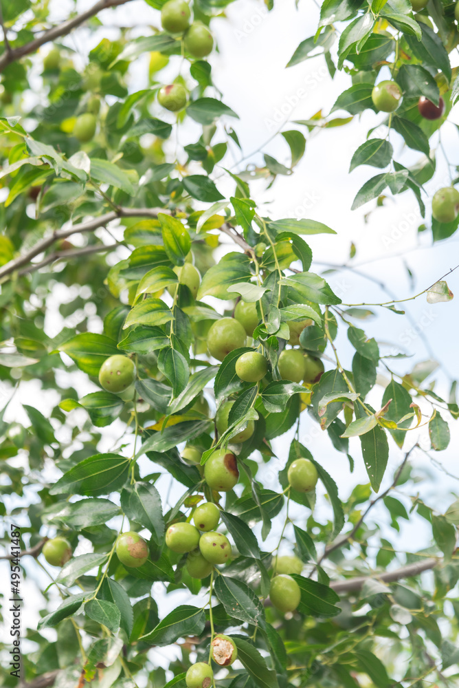 Green Jujube (or jujuba) on branch under cloud blue sky at fruit tree orchard near Dallas, Texas, America