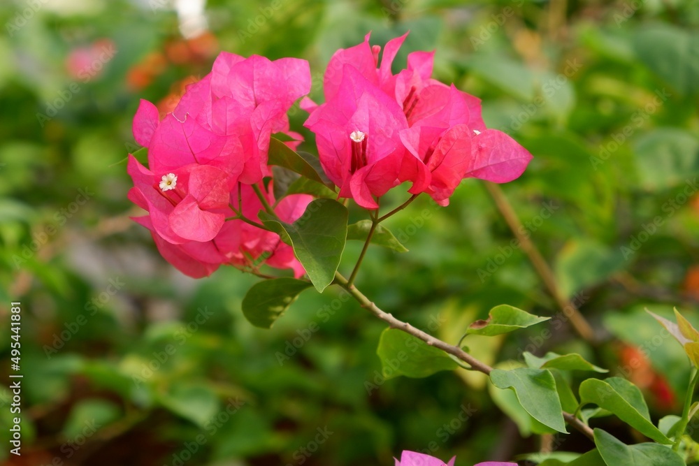 Beautiful and colorful Bougainvillea flower in the garden