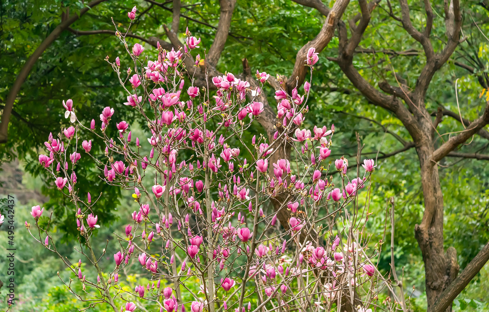 pink magnolia flower spring branch in garden