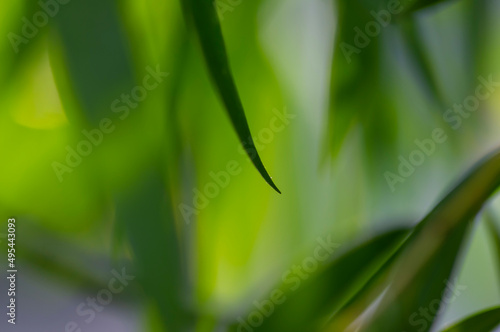 Defocused abstract background of green bamboo leaves, computer background