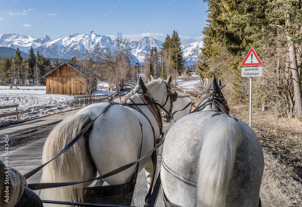 back of horses hauling a picturesque chariot on a mountain road, Seefeld, Austria