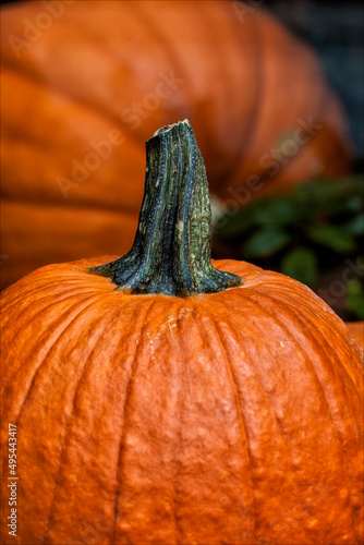 Orange pumpkin in close up photo