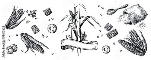 Hand drawing corn.Great for menus, packaging and stickers. Bag of corn grits. Groats on a wooden spoon. Corn plant and ribbon.