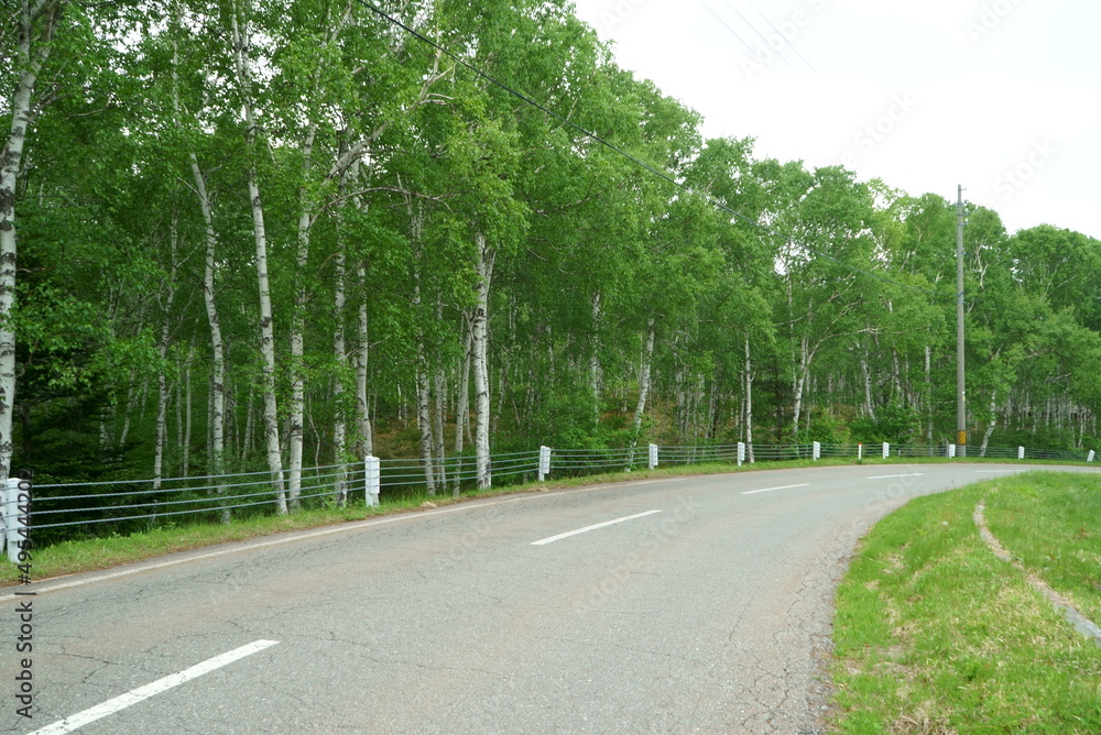 white birch Plateau Woods Nature