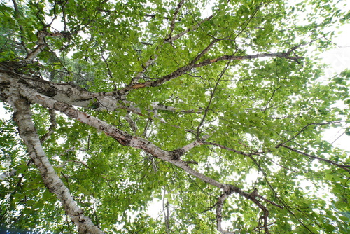 white birch Plateau Woods Nature